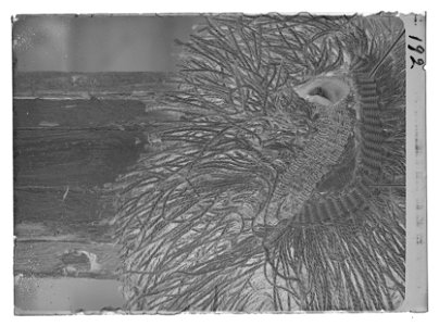 Dragonkompanifana vid Upplands ståndsdragoner 1700-1721 - Livrustkammaren - 79809-negative