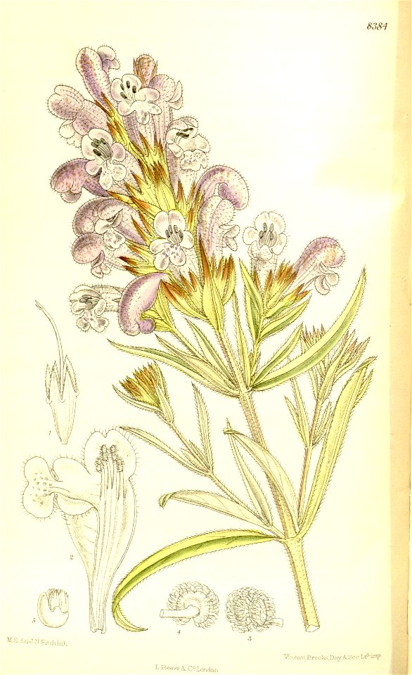 Dracocephalum argunense 137-8384