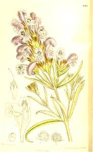 Dracocephalum argunense 137-8384