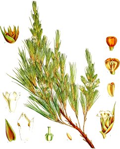 Dracophyllum scoparium-Botany of Antarctica-PL033-0071