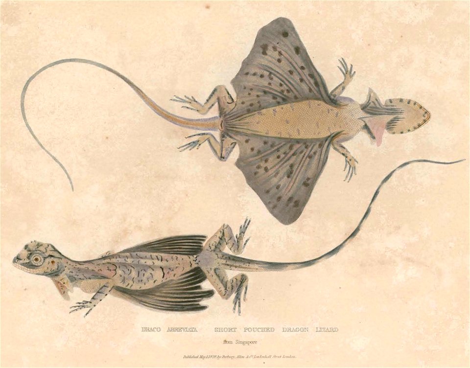 Draco fimbriatus Hardwicke