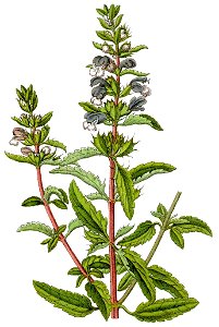 Dracocephalum moldavica Sturm - detail
