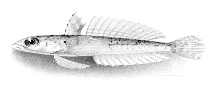 Draconetta xenica