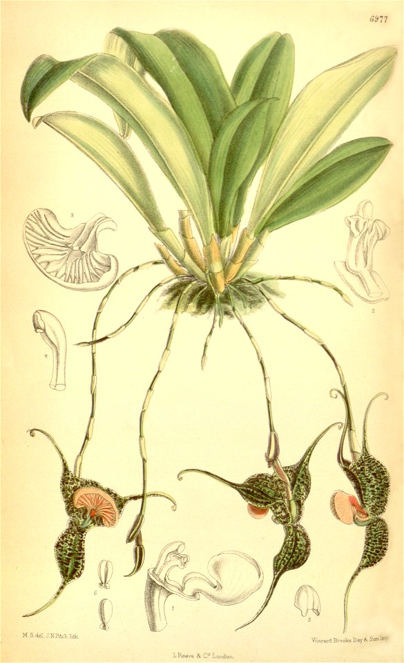 Dracula chestertonii (as Masdevallia chestertonii) - Curtis' 114 (Ser. 3 no. 44) pl. 6977 (1888)