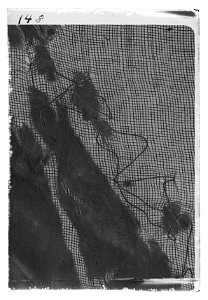 Dragonfana vid Ingermanlands dragoner - Livrustkammaren - 37005-negative