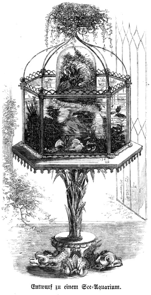 Die Gartenlaube (1857) b 042 2