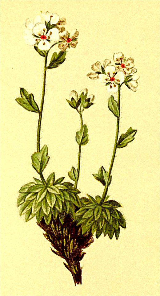Draba nivea Atlas Alpenflora