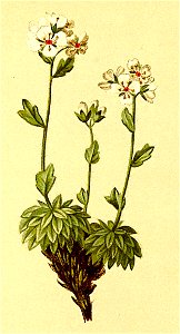 Draba nivea Atlas Alpenflora