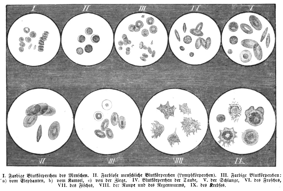 Die Gartenlaube (1857) b 054