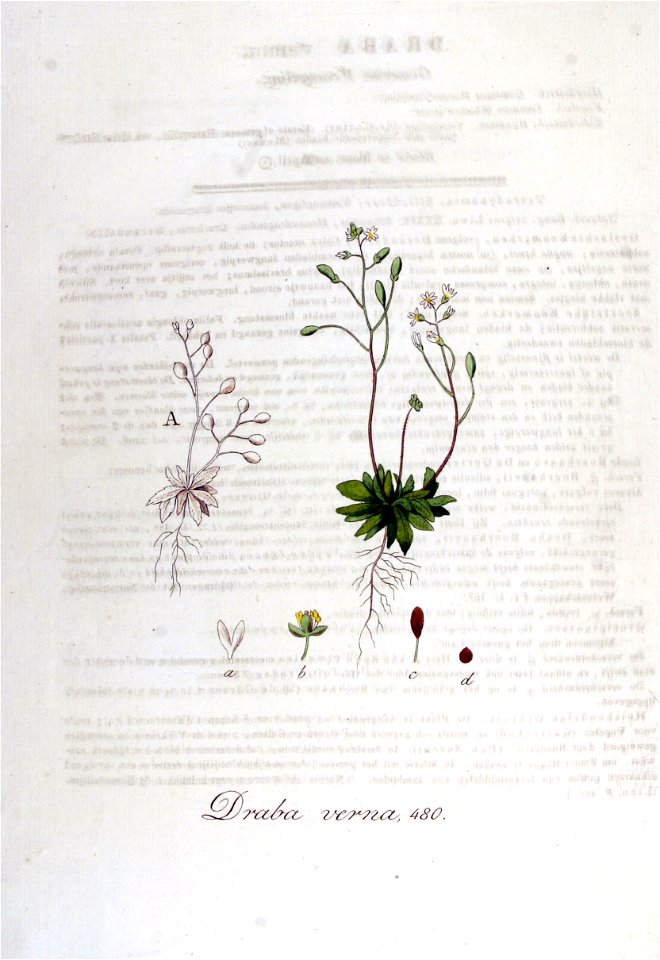 Draba verna — Flora Batava — Volume v6