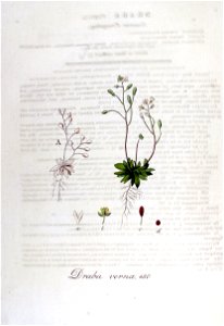 Draba verna — Flora Batava — Volume v6