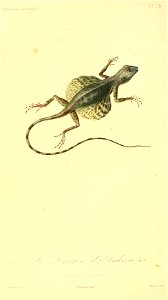 Draco lineatus 1831
