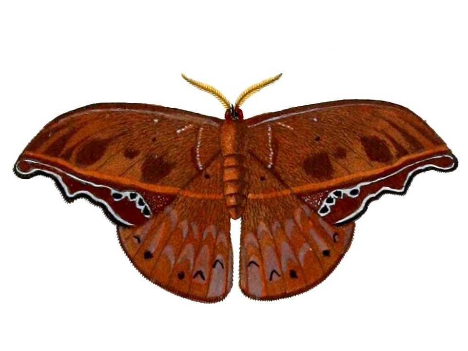 Draconipteris mirabilis