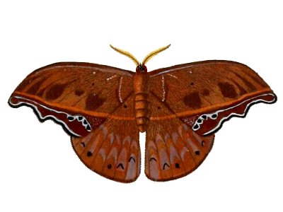 Draconipteris mirabilis