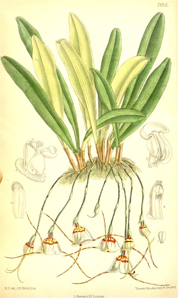 Dracula inaequalis (as Masdevallia carderi) - Curtis' 116 (Ser. 3 no. 46) pl. 7125 (1890)