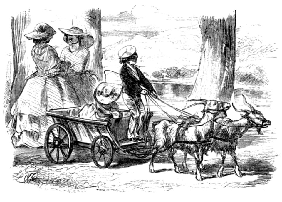 Die Gartenlaube (1857) b 511 1