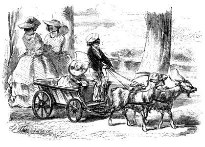Die Gartenlaube (1857) b 511 1