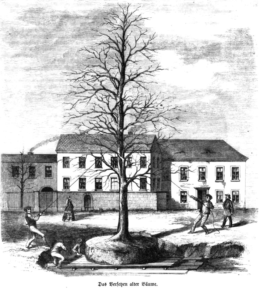 Die Gartenlaube (1857) b 517