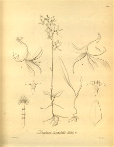 Drakaea irritabilis