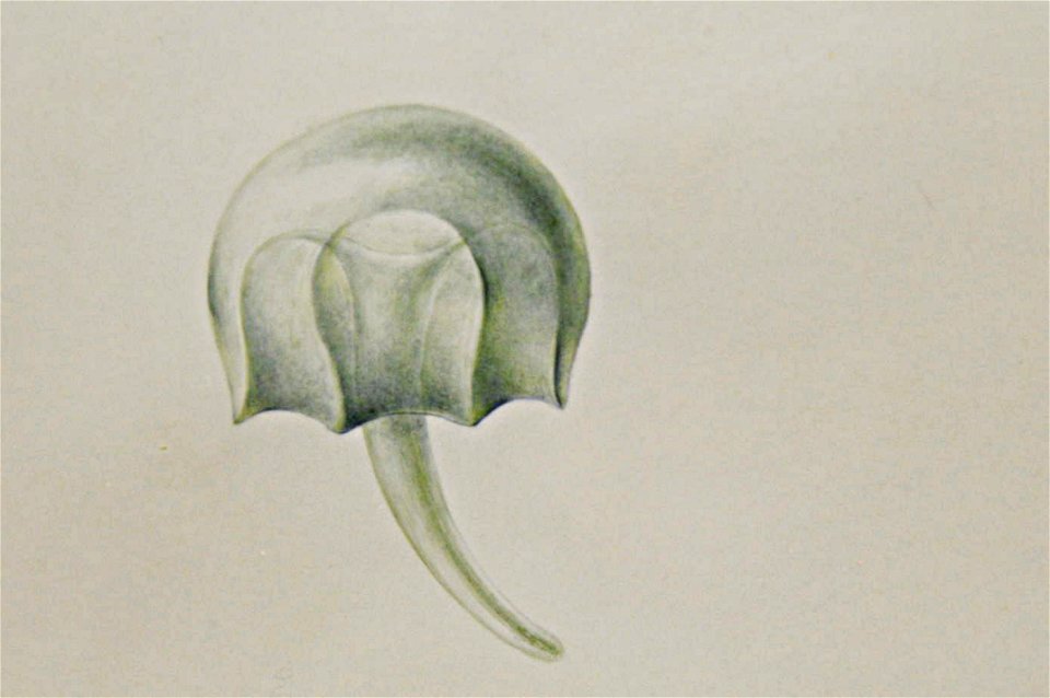 Drawing of jellyfish by Lesueur 12