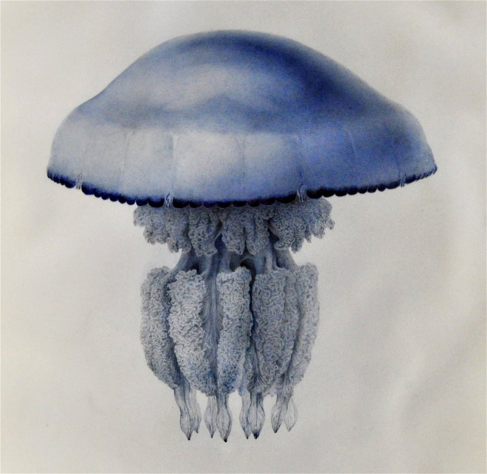 Drawing of jellyfish by Lesueur 16