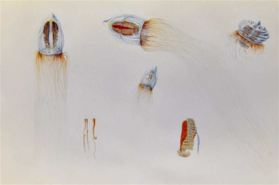 Drawing of jellyfish by Lesueur 4