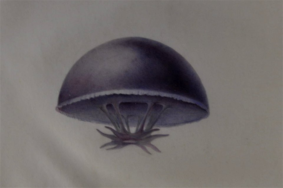 Drawing of jellyfish by Lesueur 8