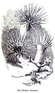 Die Gartenlaube (1857) b 043 1