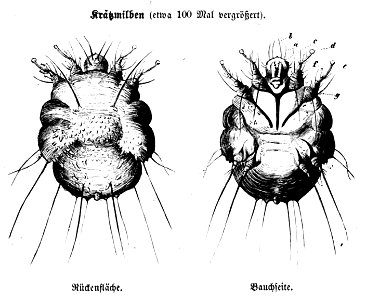 Die Gartenlaube (1857) b 055