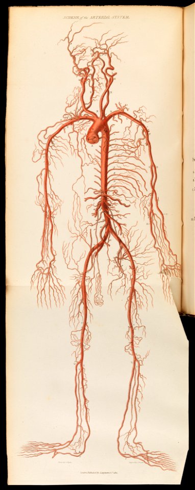 Drawing to show scheme of arterial system Wellcome L0067216