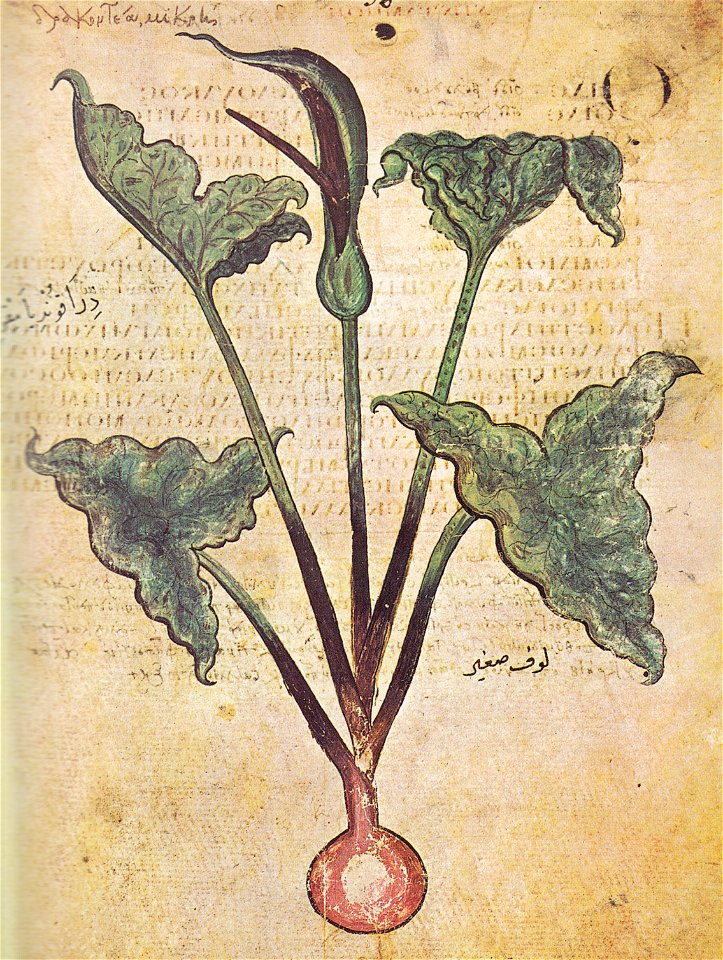 Drakontaia Wiener Dioskurides