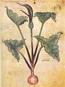 Drakontaia Wiener Dioskurides