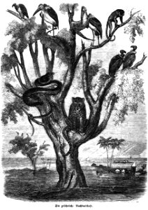 Die Gartenlaube (1857) b 037