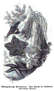 Die Gartenlaube (1857) b 043 2