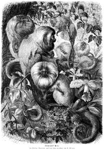Die Gartenlaube (1872) b 851