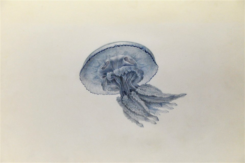Drawing of jellyfish by Lesueur 1
