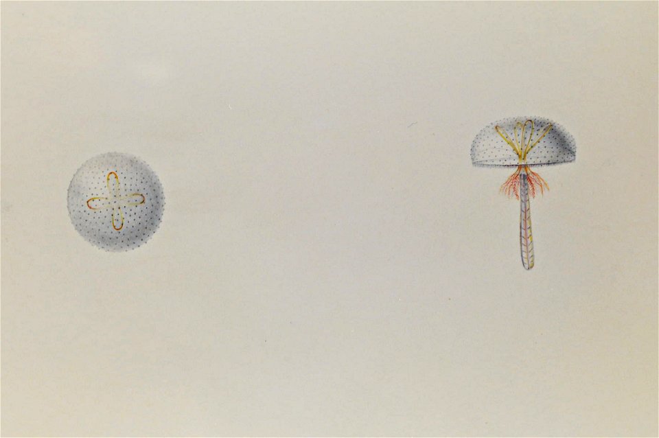 Drawing of jellyfish by Lesueur 13