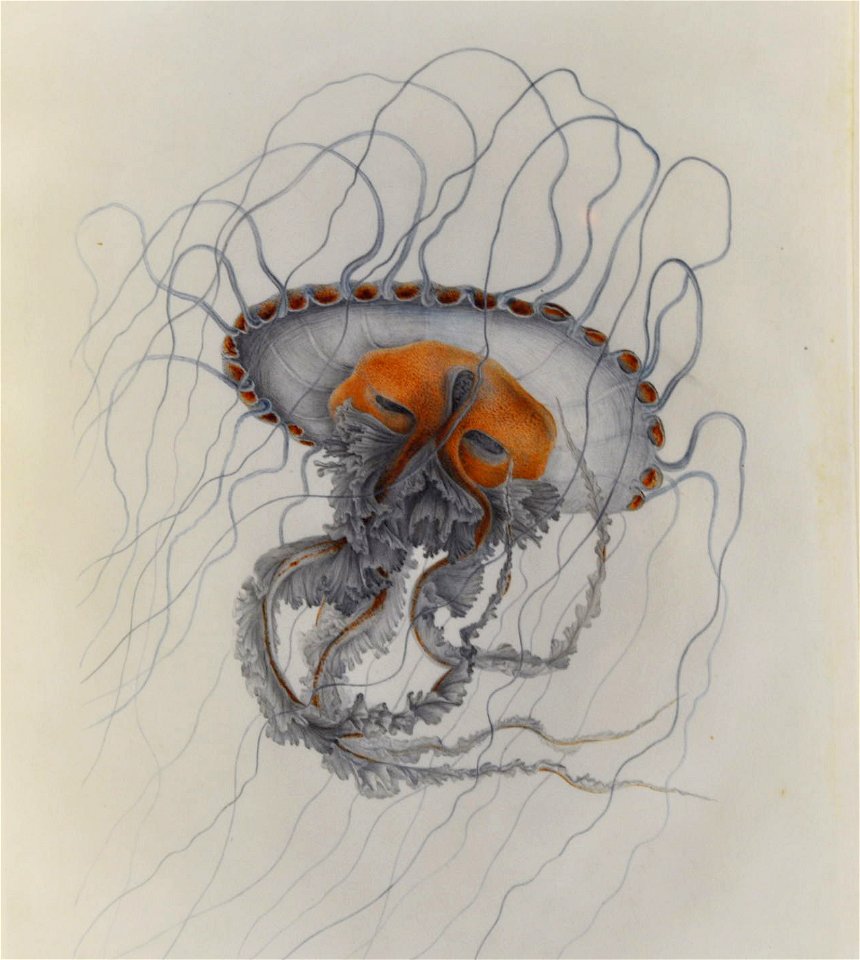Drawing of jellyfish by Lesueur 17