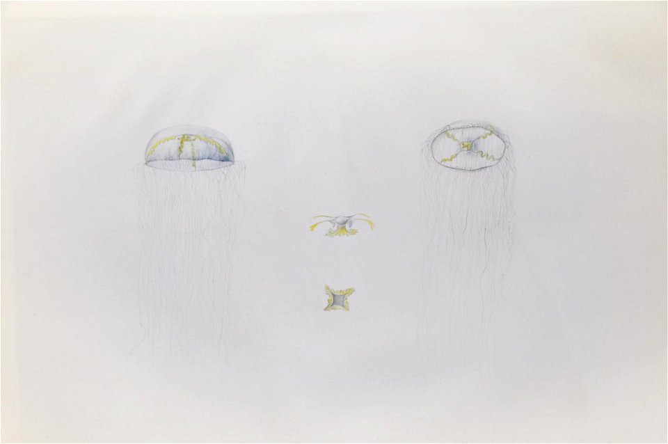 Drawing of jellyfish by Lesueur 5