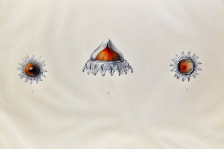 Drawing of jellyfish by Lesueur 9