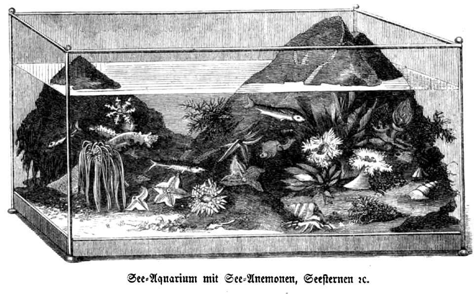 Die Gartenlaube (1857) b 042 1
