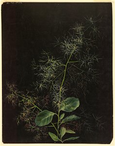 Drawing (USA), ca. 1890 (CH 18345023)