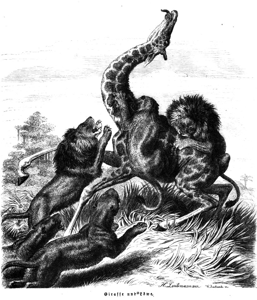 Die Gartenlaube (1857) b 245