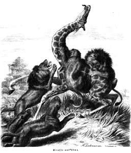 Die Gartenlaube (1857) b 245