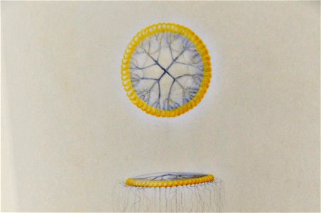 Drawing of jellyfish by Lesueur 10