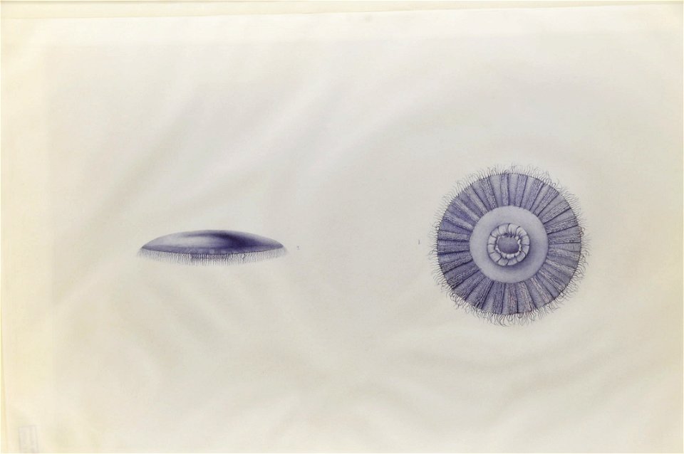 Drawing of jellyfish by Lesueur 2