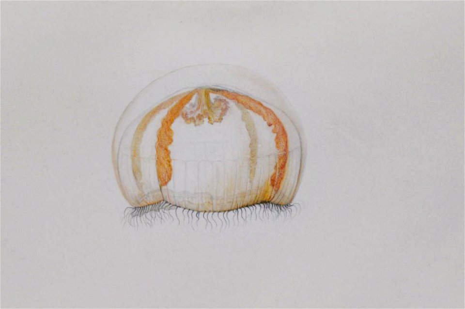 Drawing of jellyfish by Lesueur 6