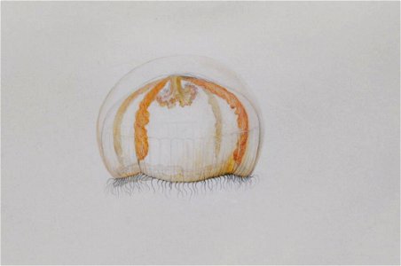 Drawing of jellyfish by Lesueur 6