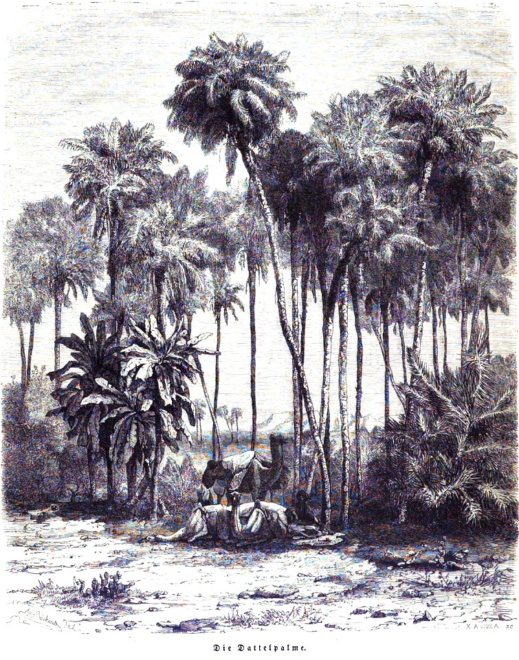 Die Gartenlaube (1857) b 552