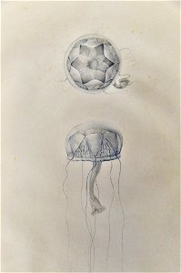 Drawing of jellyfish by Lesueur 11